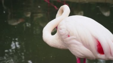 pembe flamingo closeup gölet üzerinde. arka plan bulanık