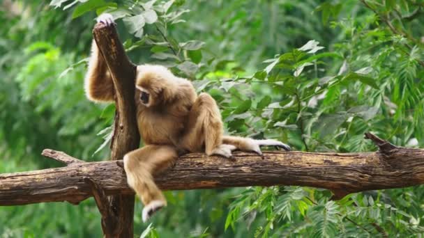 Close-up. female White-cheeked gibbon. Hylobates leucogenys. sits on a tree in the wild — Stock Video