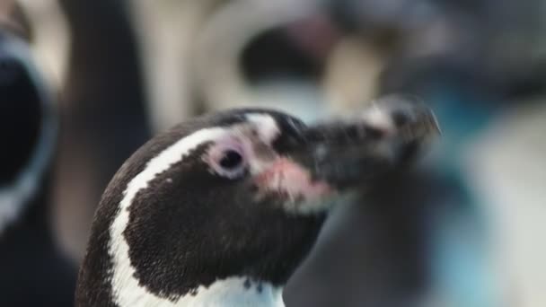 Portret van Magelhaense Penguins. Close-up. hoofd van zwart-wit pinguïn. — Stockvideo