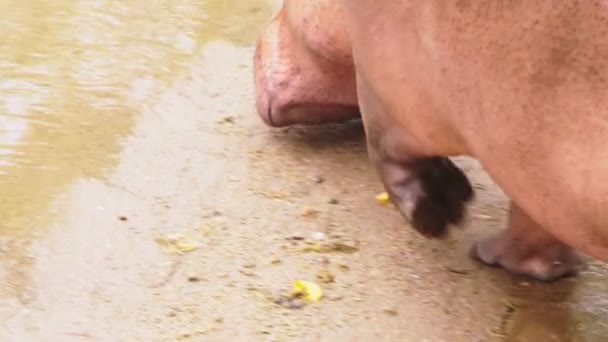 Close-up, o corpo de um grande hipopótamo, o hipopótamo corre para a água — Vídeo de Stock