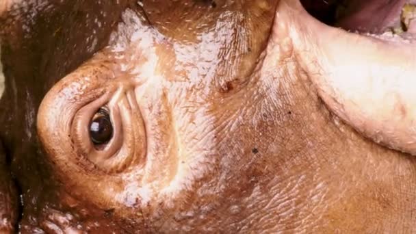 Primer Plano Retrato Gran Hipopótamo — Vídeos de Stock