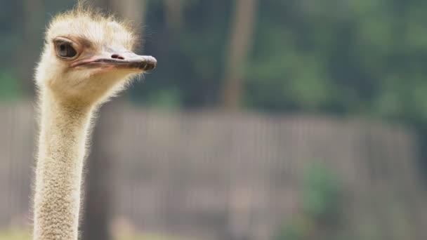 Cabeza de avestruz primer plano. retrato de emu africano en la naturaleza — Vídeos de Stock