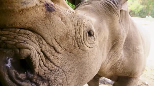 Primer Plano Del Hocico Rinoceronte Que Mira Cámara Los Ojos — Vídeo de stock