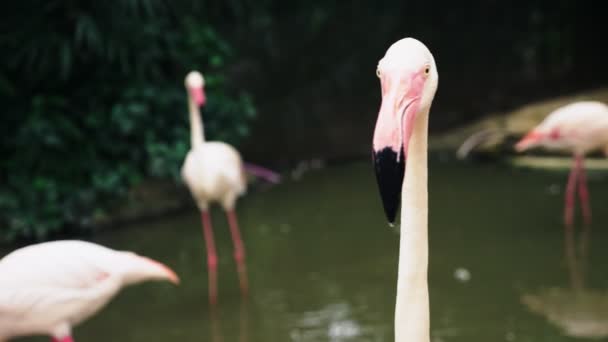 Pink flamingo closeup on pond. blurred background — Stock Video