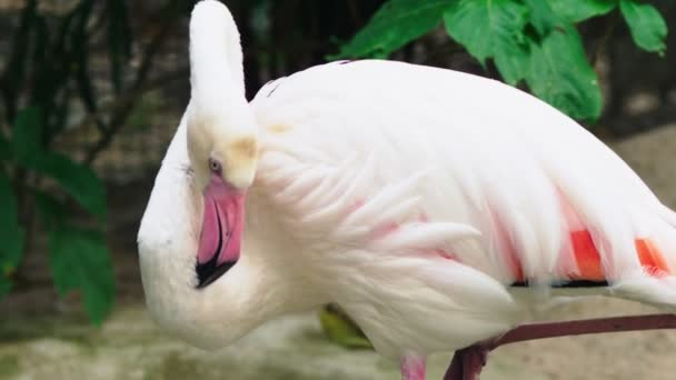 Pembe flamingo closeup gölet üzerinde. arka plan bulanık — Stok video