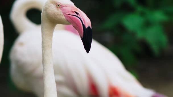Roze flamingo close-up op de vijver. onscherpe achtergrond — Stockvideo