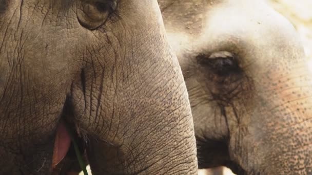 Primer plano, un elefante en el zoológico está comiendo hierba verde — Vídeo de stock