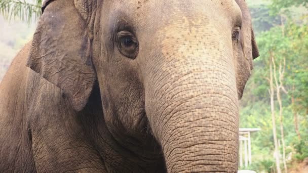 Primer plano, un elefante en el zoológico está comiendo hierba verde — Vídeos de Stock