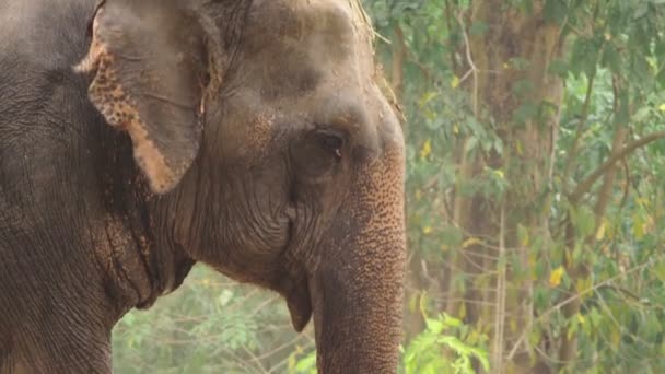 Primer plano, un elefante en el zoológico se rocía con arena — Vídeo de stock