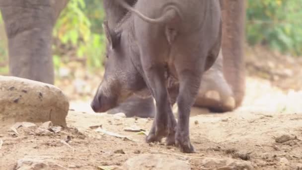 Close-up. The black boar in search of something to eat nuzzles the soil. — Stock Video