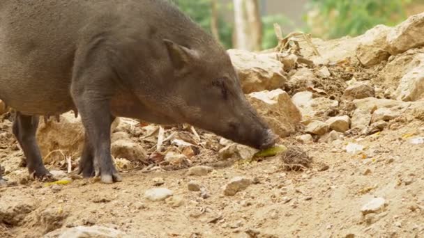 Close-up. Het zwarte zwijn op zoek naar iets te eten bokkensprongen de bodem. — Stockvideo