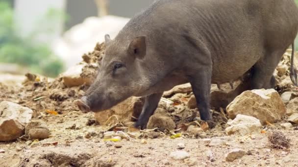 特写。黑野猪在寻找吃东西吃的东西, 在土壤中吃. — 图库视频影像