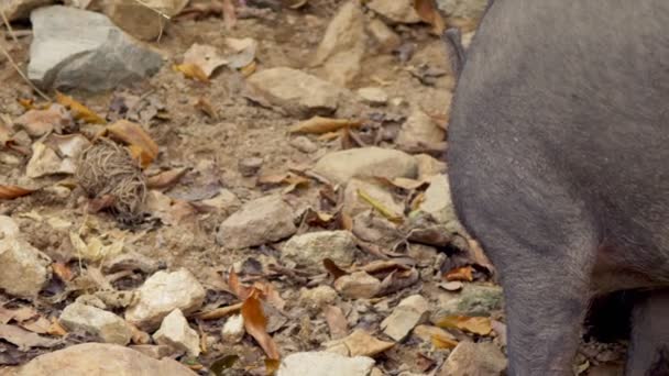 特写。黑野猪在寻找吃东西吃的东西, 在土壤中吃. — 图库视频影像