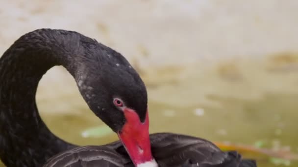 Närbild. svart svan rengör fjädrar med näbben — Stockvideo