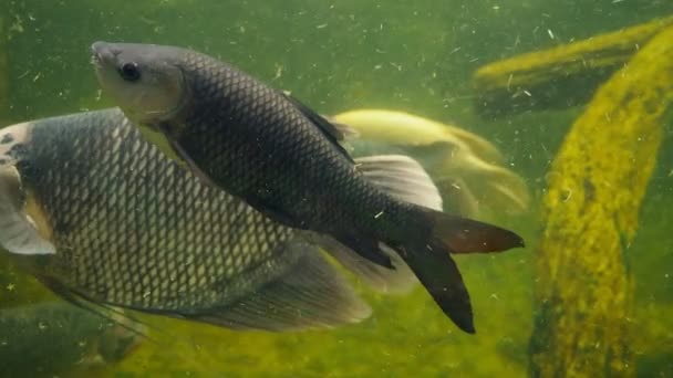 Гігантська риба гурамі, що плаває в акваріумі з брудною брудною водою — стокове відео