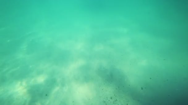 Дівчина в підводній масці плаває під водою, дивиться на підводний світ і маленьку тропічну рибу — стокове відео