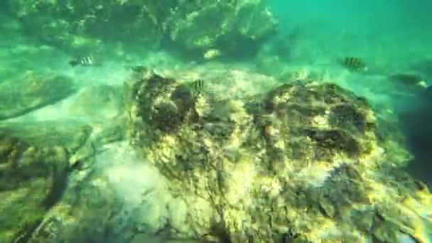 First-person view, a man swims under water looking at the underwater world and small tropical fish — Stock Video