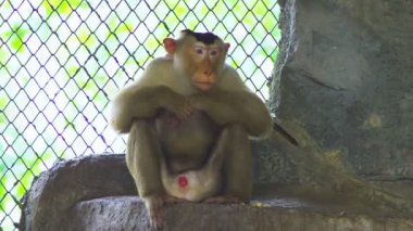 lapunder, Erkek domuz kuyruklu makak hayvanat bahçesi büyük kuş kafesi içinde
