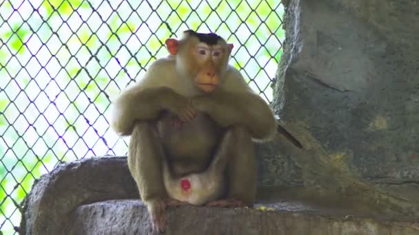 Lapunder, macaco de cola de cerdo macho en el aviario del zoológico — Vídeo de stock