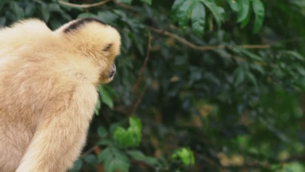 Närbild. kvinnliga vitkindad gibbon. Hylobates leucogenys. sitter på ett träd i vilt tillstånd — Stockvideo