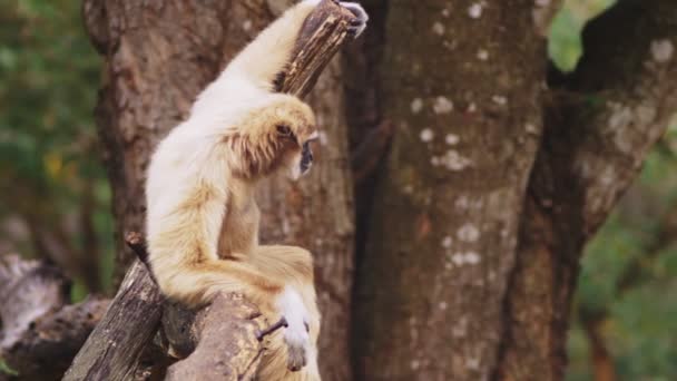 Yakın çekim. kadın beyaz yanaklı jibon. Hylobates leucogenys. vahşi bir ağaçta oturuyor — Stok video