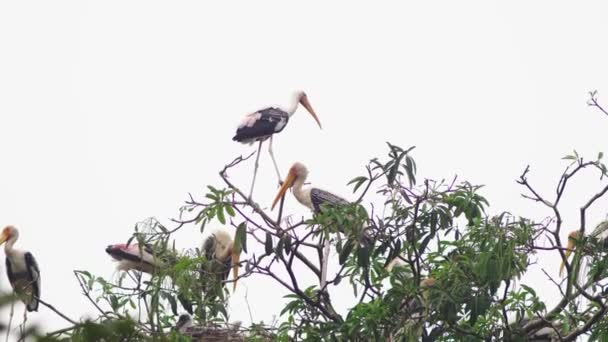 Milky storks in a nest on a tall tree — Stock Video