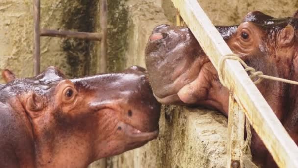 Close-up. Portret van een grote nijlpaard — Stockvideo