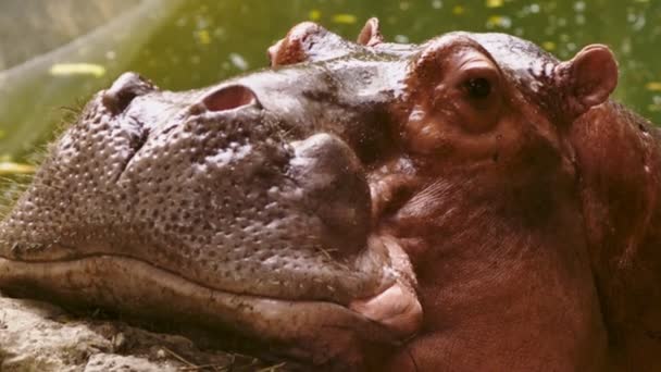 Primer plano. retrato de un gran hipopótamo — Vídeos de Stock