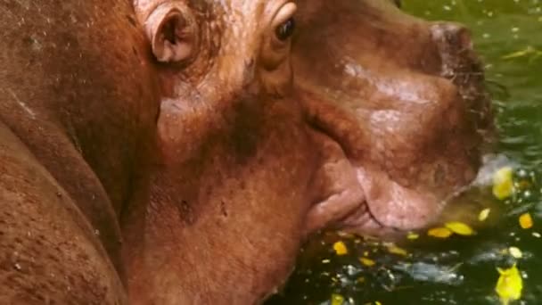Close-up. retrato de um grande hipopótamo — Vídeo de Stock