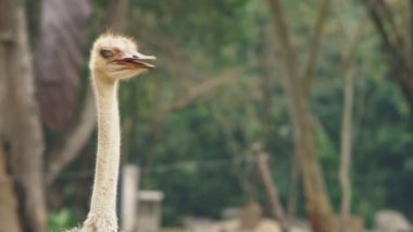 Devekuşu baş yakın çekim. emu portresi vahşi Afrika