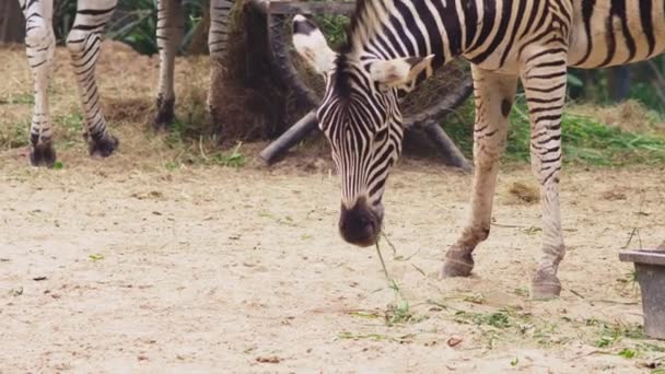 Yakın çekim. Zebra açık hava hayvanat bahçesi açık hava kafese girdi. — Stok video