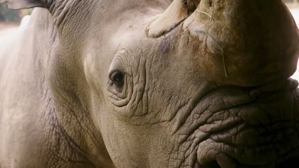 Close-up van de neushoorn snuit, die naar de camera, kleine ogen en grote oren kijkt. — Stockvideo