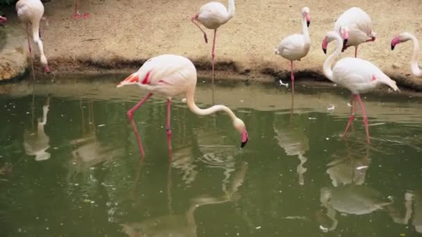 Pink flamingo closeup on pond. blurred background — Stock Video