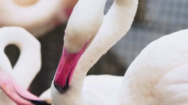 Pink flamingo zbliżenie na staw. niewyraźne tło — Wideo stockowe