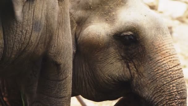 Close-up, um elefante no zoológico está comendo grama verde — Vídeo de Stock