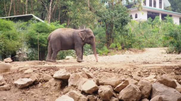 Close-up, an elephant at the zoo sprinkles itself with sand — Stock Video