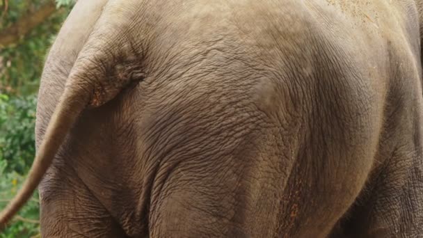 Γκρο πλαν, έναν ελέφαντα στο ζωολογικό κήπο τρώει πράσινο γρασίδι — Αρχείο Βίντεο