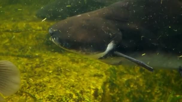 Jätte gourami fiskar simma i ett akvarium med smutsiga grumligt vatten — Stockvideo
