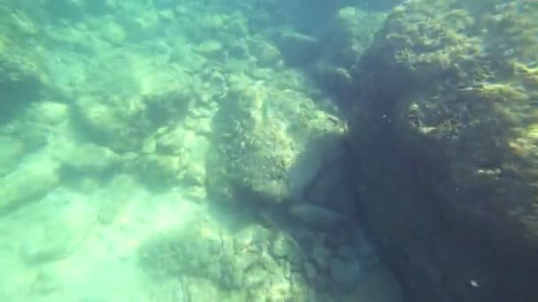 First-person άποψη, ένας άνθρωπος που κολυμπάει κάτω από το νερό βλέπουν τον υποβρύχιο κόσμο και μικρά τροπικά ψάρια — Αρχείο Βίντεο