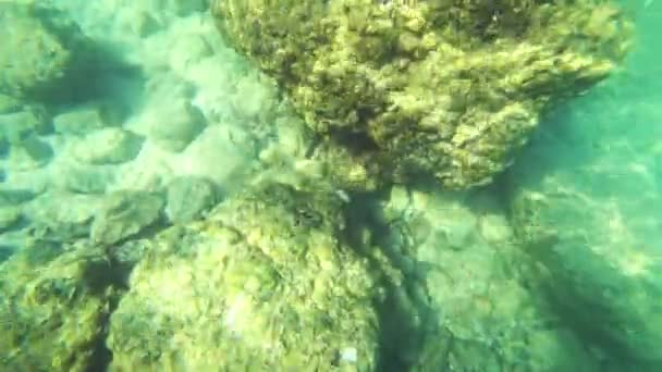 Első-személy nézet, egy ember úszik a víz alatti világ, és a kis trópusi halak víz alatt — Stock videók