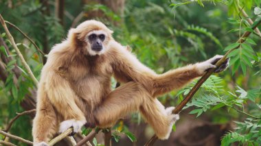 yakın çekim. kadın beyaz yanaklı jibon. Hylobates leucogenys. vahşi bir ağaçta oturuyor