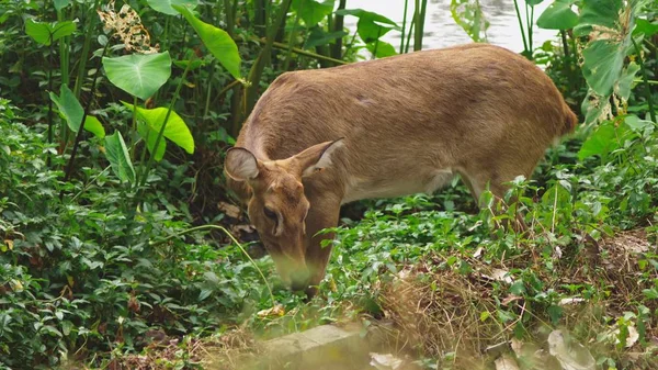 Roe come hierba en el bosque, capreolus. Ciervo salvaje en la naturaleza. primer plano — Foto de Stock