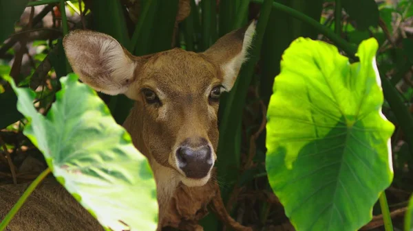 Roe come hierba en el bosque, capreolus. Ciervo salvaje en la naturaleza. primer plano — Foto de Stock