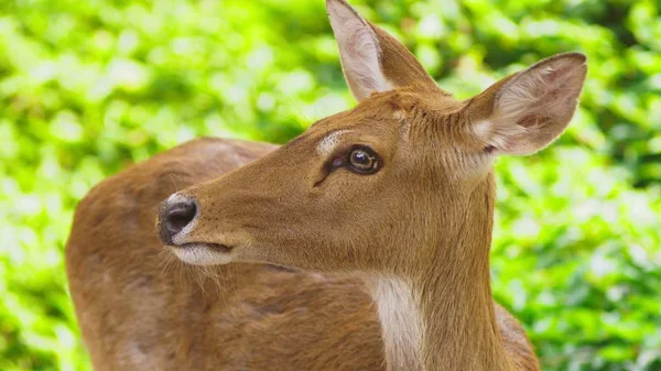 Roe eats grass in the forest, capreolus. Wild roe deer in nature. close-up — Stock Photo, Image