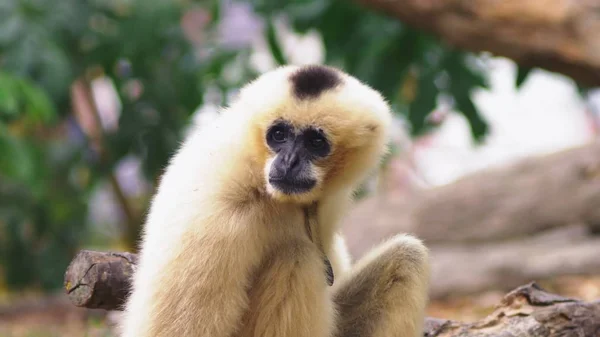 Gros plan. gibbon à joues blanches femelle. Hylobates leucogéniques. assis sur un arbre dans la nature — Photo