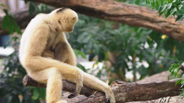 Gros plan. gibbon à joues blanches femelle. Hylobates leucogéniques. assis sur un arbre dans la nature — Photo