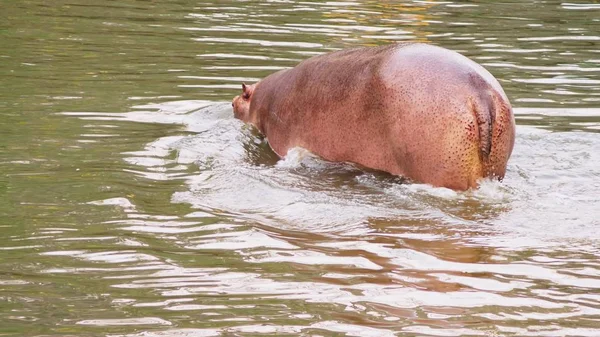 Närbild, kroppen av en stor flodhäst, hippopotamus körs till vattnet — Stockfoto