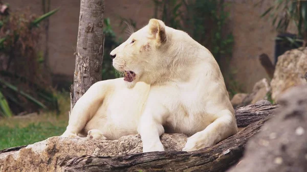 W ciąży samica Lwa białego. Białe lwy są mutacji kolor lew Transwalu, Panthera leo krugeri, znany również jako Lew południowo-wschodniej Afryki lub Kalahari. — Zdjęcie stockowe