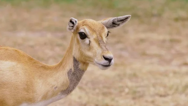 Roe come hierba en el bosque, capreolus. Ciervo salvaje en la naturaleza. primer plano — Foto de Stock