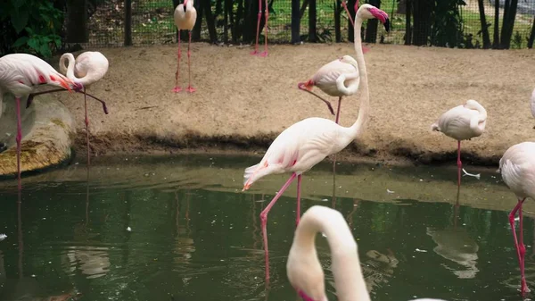 Розовый фламинго крупным планом на пруду. размытый фон — стоковое фото